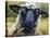 Bless Ewe-CR Townsend-Stretched Canvas