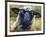 Bless Ewe-CR Townsend-Framed Art Print