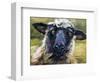 Bless Ewe-CR Townsend-Framed Art Print