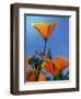 Blessed by the Sun-Evie Cook-Framed Giclee Print