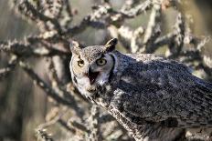 Great Horned Owl-BLFInk-Photographic Print