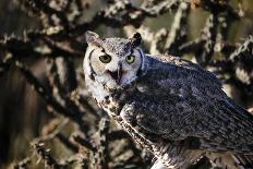 Great Horned Owl-BLFInk-Photographic Print