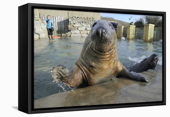 Blind Adult Male Grey Seal (Halichoerus Grypus) 'Marlin' Waving a Flipper-Nick Upton-Framed Stretched Canvas