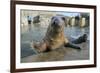 Blind Adult Male Grey Seal (Halichoerus Grypus) 'Marlin' Waving a Flipper-Nick Upton-Framed Photographic Print