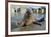 Blind Adult Male Grey Seal (Halichoerus Grypus) 'Marlin' Waving a Flipper-Nick Upton-Framed Photographic Print