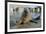 Blind Adult Male Grey Seal (Halichoerus Grypus) 'Marlin' Waving a Flipper-Nick Upton-Framed Photographic Print