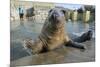 Blind Adult Male Grey Seal (Halichoerus Grypus) 'Marlin' Waving a Flipper-Nick Upton-Mounted Photographic Print