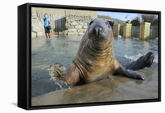 Blind Adult Male Grey Seal (Halichoerus Grypus) 'Marlin' Waving a Flipper-Nick Upton-Framed Stretched Canvas