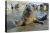 Blind Adult Male Grey Seal (Halichoerus Grypus) 'Marlin' Waving a Flipper-Nick Upton-Stretched Canvas