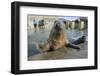 Blind Adult Male Grey Seal (Halichoerus Grypus) 'Marlin' Waving a Flipper-Nick Upton-Framed Premium Photographic Print