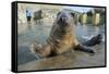 Blind Adult Male Grey Seal (Halichoerus Grypus) 'Marlin' Waving a Flipper-Nick Upton-Framed Stretched Canvas