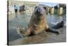 Blind Adult Male Grey Seal (Halichoerus Grypus) 'Marlin' Waving a Flipper-Nick Upton-Stretched Canvas