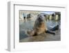 Blind Adult Male Grey Seal (Halichoerus Grypus) 'Marlin' Waving a Flipper-Nick Upton-Framed Photographic Print