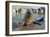 Blind Adult Male Grey Seal (Halichoerus Grypus) 'Marlin' Waving a Flipper-Nick Upton-Framed Photographic Print