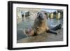 Blind Adult Male Grey Seal (Halichoerus Grypus) 'Marlin' Waving a Flipper-Nick Upton-Framed Photographic Print