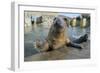 Blind Adult Male Grey Seal (Halichoerus Grypus) 'Marlin' Waving a Flipper-Nick Upton-Framed Photographic Print