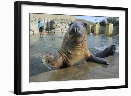 Blind Adult Male Grey Seal (Halichoerus Grypus) 'Marlin' Waving a Flipper-Nick Upton-Framed Photographic Print