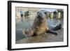 Blind Adult Male Grey Seal (Halichoerus Grypus) 'Marlin' Waving a Flipper-Nick Upton-Framed Photographic Print