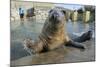 Blind Adult Male Grey Seal (Halichoerus Grypus) 'Marlin' Waving a Flipper-Nick Upton-Mounted Photographic Print