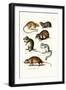 Blindmole, 1824-Karl Joseph Brodtmann-Framed Giclee Print