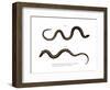 Blindworm-null-Framed Giclee Print