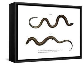 Blindworm-null-Framed Stretched Canvas