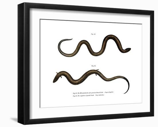Blindworm-null-Framed Giclee Print