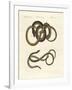 Blindworms-null-Framed Giclee Print