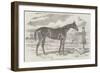 Blink Bonny, the Winner of the Derby and Oaks-Harry Hall-Framed Giclee Print