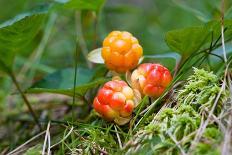 Cloud Berries on A Bog close up in Summer-blinow61-Photographic Print