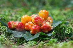 Wild Berries (Cloudberry) on A Green Vegetative Background in Wood-blinow61-Photographic Print