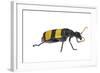 Blister Beetle (Hycleus Scabratus) Profile, Oman-Javier Aznar-Framed Photographic Print