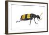 Blister Beetle (Hycleus Scabratus) Profile, Oman-Javier Aznar-Framed Photographic Print