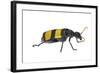 Blister Beetle (Hycleus Scabratus) Profile, Oman-Javier Aznar-Framed Photographic Print