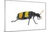 Blister Beetle (Hycleus Scabratus) Profile, Oman-Javier Aznar-Mounted Photographic Print