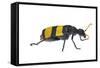Blister Beetle (Hycleus Scabratus) Profile, Oman-Javier Aznar-Framed Stretched Canvas