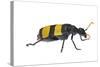 Blister Beetle (Hycleus Scabratus) Profile, Oman-Javier Aznar-Stretched Canvas