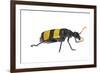 Blister Beetle (Hycleus Scabratus) Profile, Oman-Javier Aznar-Framed Photographic Print