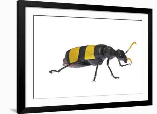 Blister Beetle (Hycleus Scabratus) Profile, Oman-Javier Aznar-Framed Photographic Print