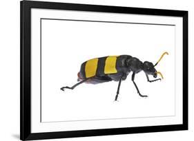 Blister Beetle (Hycleus Scabratus) Profile, Oman-Javier Aznar-Framed Photographic Print