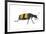 Blister Beetle (Hycleus Scabratus) Profile, Oman-Javier Aznar-Framed Photographic Print