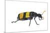Blister Beetle (Hycleus Scabratus) Profile, Oman-Javier Aznar-Mounted Photographic Print