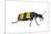 Blister Beetle (Hycleus Scabratus) Profile, Oman-Javier Aznar-Mounted Photographic Print