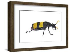 Blister Beetle (Hycleus Scabratus) Profile, Oman-Javier Aznar-Framed Photographic Print