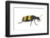 Blister Beetle (Hycleus Scabratus) Profile, Oman-Javier Aznar-Framed Photographic Print