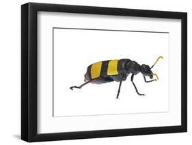 Blister Beetle (Hycleus Scabratus) Profile, Oman-Javier Aznar-Framed Photographic Print