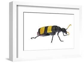 Blister Beetle (Hycleus Scabratus) Profile, Oman-Javier Aznar-Framed Photographic Print