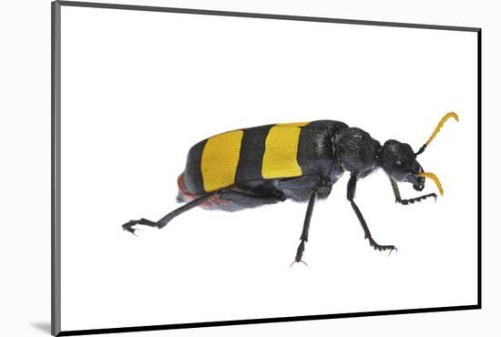 Blister Beetle (Hycleus Scabratus) Profile, Oman-Javier Aznar-Mounted Photographic Print