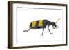 Blister Beetle (Hycleus Scabratus) Profile, Oman-Javier Aznar-Framed Photographic Print