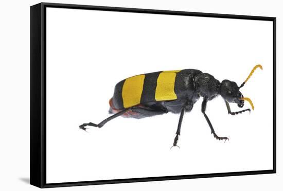 Blister Beetle (Hycleus Scabratus) Profile, Oman-Javier Aznar-Framed Stretched Canvas